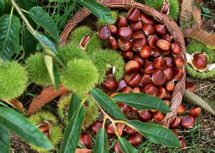 板栗冷庫保鮮貯藏方法、冷庫安裝冷庫設計